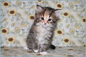 Female Siberian Kitten from Deedlebug Siberians